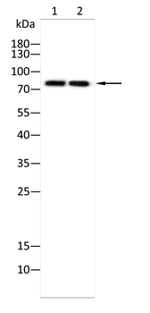 ACSL4 Rabbit Polyclonal Antibody