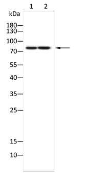 ACSL4 Rabbit Polyclonal Antibody