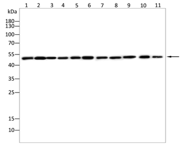 EEF1A1 Antibody