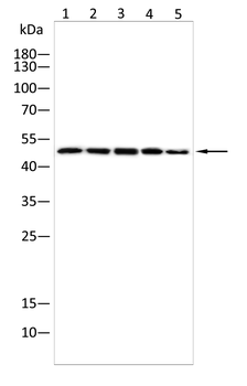 EEF1A1 Antibody