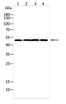 EEF1A1 Antibody