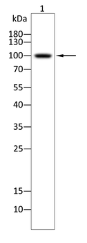 NTRK3 Antibody