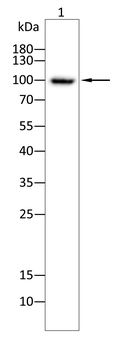 NTRK3 Antibody