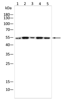 DDC Antibody