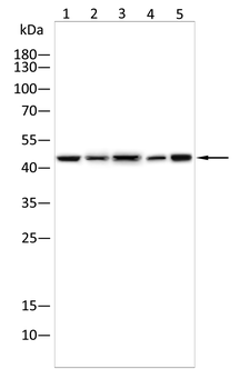 SP7 Antibody