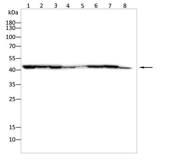 SP7 Antibody