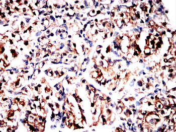 GNAQ Antibody