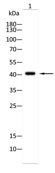 GNAQ Antibody