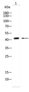 GNAQ Antibody