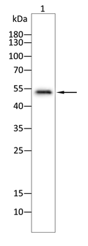 FARS2 Antibody