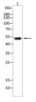 FARS2 Antibody