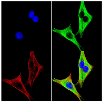 PLD1 Antibody
