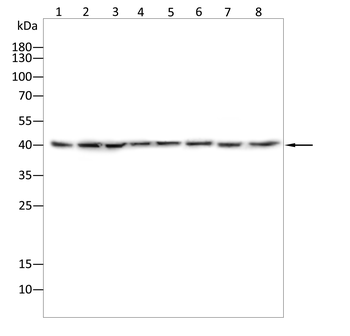 SMS Antibody