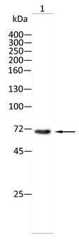 PLD1 Antibody