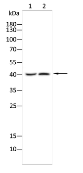 SMS Antibody
