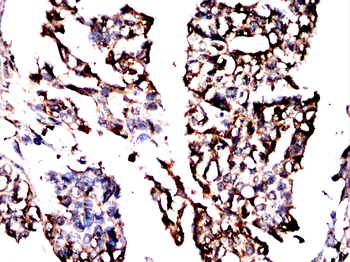 POLB Antibody