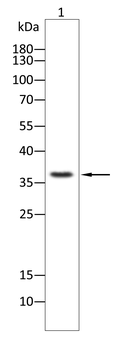 POLB Antibody