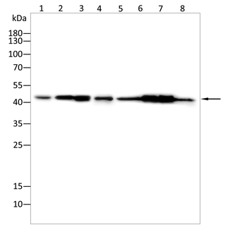 PDHA1 Antibody