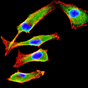 RAC1/RAC2/RAC3 Antibody