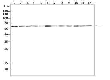 TAF15 Antibody