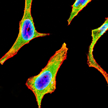 TAF15 Antibody