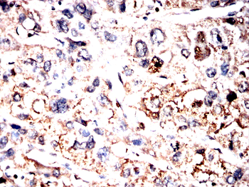 TAF15 Antibody
