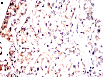 TAF15 Antibody