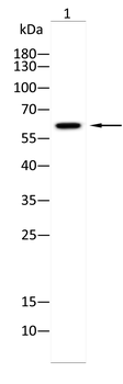 TAF15 Antibody
