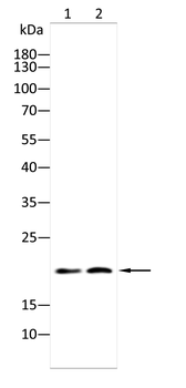RAP1A/RAP1B Antibody