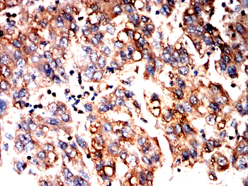 EEF1A2 Antibody