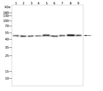 EEF1A2 Antibody