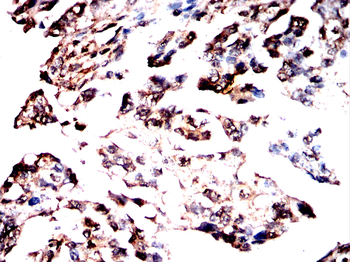 ELF3 Antibody