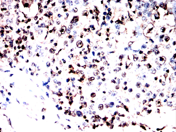 ELF3 Antibody