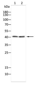 ELF3 Antibody