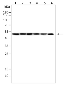 CS Antibody