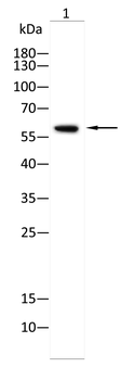 TCP1 Antibody