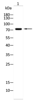 CDC16 Antibody