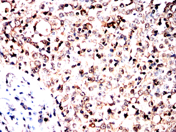 CDC16 Antibody