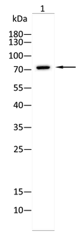 CDC16 Antibody