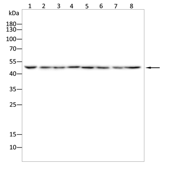 TFAP2A Antibody