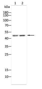 TFAP2A Antibody