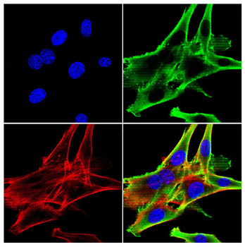 PTRF/CAVIN1 Rabbit Polyclonal Antibody