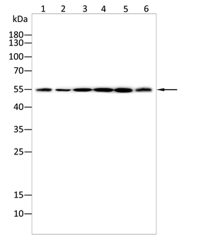 PTRF/CAVIN1 Rabbit Polyclonal Antibody