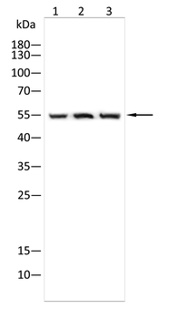 PTRF/CAVIN1 Rabbit Polyclonal Antibody