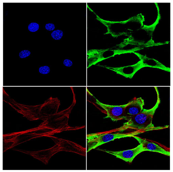 PTRF/CAVIN1 Rabbit Polyclonal Antibody