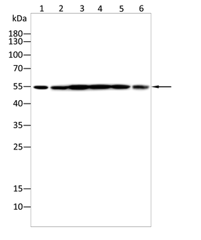 PTRF/CAVIN1 Rabbit Polyclonal Antibody