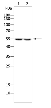PTRF/CAVIN1 Rabbit Polyclonal Antibody