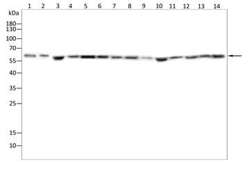 RPE65 Antibody