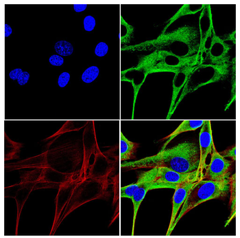 RPE65 Antibody