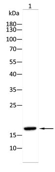 CALM1/CALM2/CALM3 Antibody